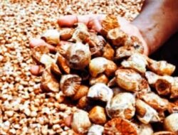 Petani Pinang di Aceh Selatan Mengeluhkan Harga Pinang yang Semakin Anjlok