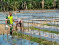 Sertu Untung W Babinsa Koramil 12/Sry Membantu Petani dalam Perawatan Tanaman Cabe