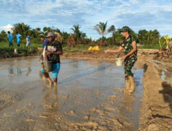 Pertama Kali Dikabupaten Mappi, Satgas Yonif 125/SMB Pelopori Buka Lahan Persawahan Bersama Dinas Pertanian