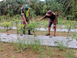 Babinsa Bantu Petani Rawat Tanaman Cabe di Wilayah Desa Binaannya