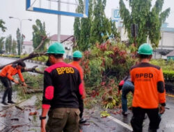 BPBD Kota Langsa Sigap Mengevakuasi Pohon Tumbang di Gampong Paya Bujuk Seulemak