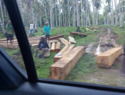 Kayu di Kawasan Pangan Nusantara Dijarah! Ridha Saleh Minta Aparat Segera Turun Tangan