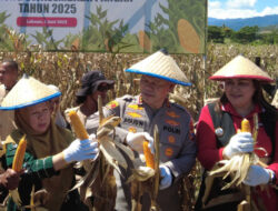 Wagub Hadiri Panen Raya Jagung di Desa Labuan Panimba