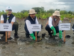 Menjadikan Tanaman Mangrove Sebagai Benteng Alam Dari Bahaya Abrasi Di Teluk Palu
