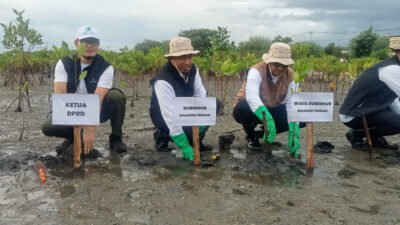 Menjadikan Tanaman Mangrove Sebagai Benteng Alam Dari Bahaya Abrasi Di Teluk Palu