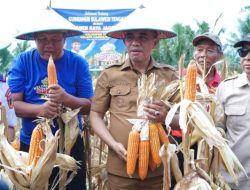Panen Jagung 200 Ton di Sigi, Gubernur Dorong Pertanian Jadi Penopang Ekonomi
