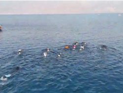 Renang Lintas Teluk Palu 2026, Menjaga Asa Destinasi Pariwisata Teluk Palu